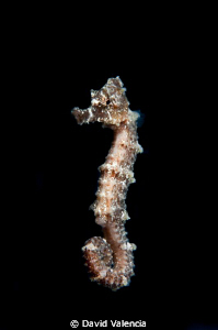 I caught this sea horse falling from sargassum floating o... by David Valencia 